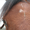 Equine acupuncture