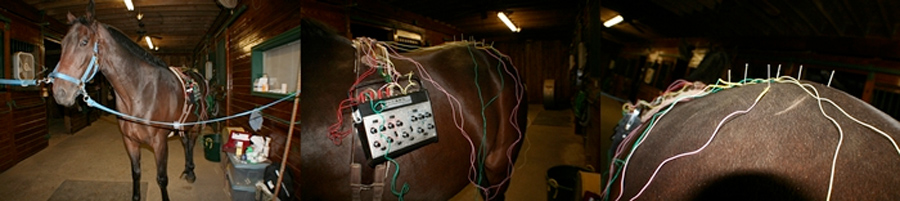 Equine electroacupuncture session