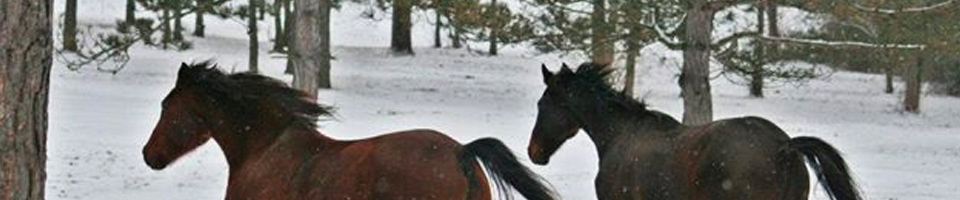 Horses galloping through the snow
